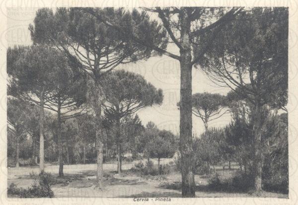 La Pineta