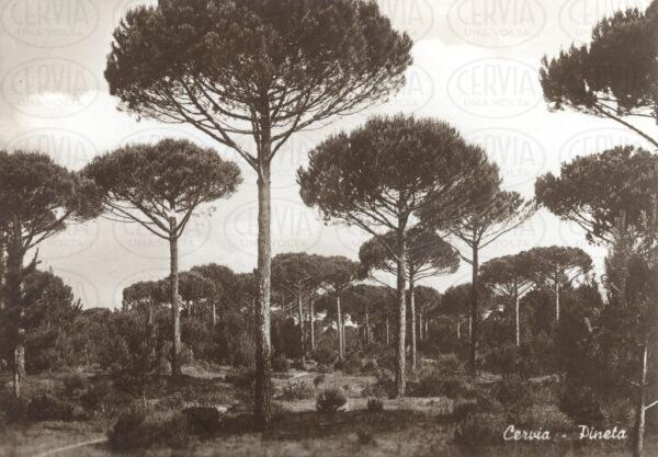 Pineta