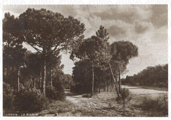 La Pineta