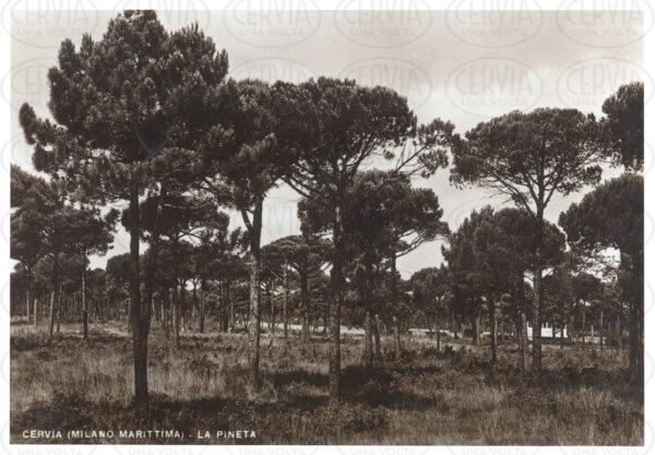 La Pineta