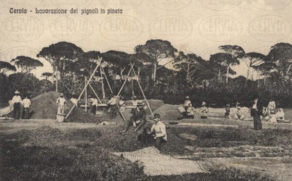 Lavorazione dei pignoli in pineta
