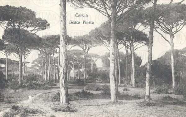 La Pineta