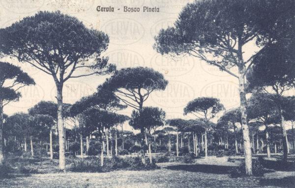 Bosco Pineta