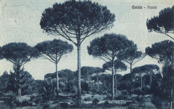 Pineta