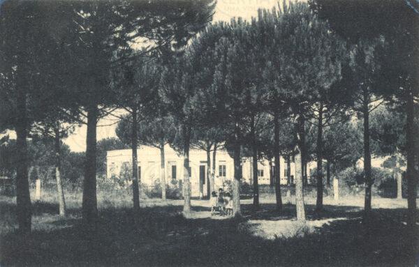 La Pineta
