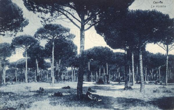 La Pineta